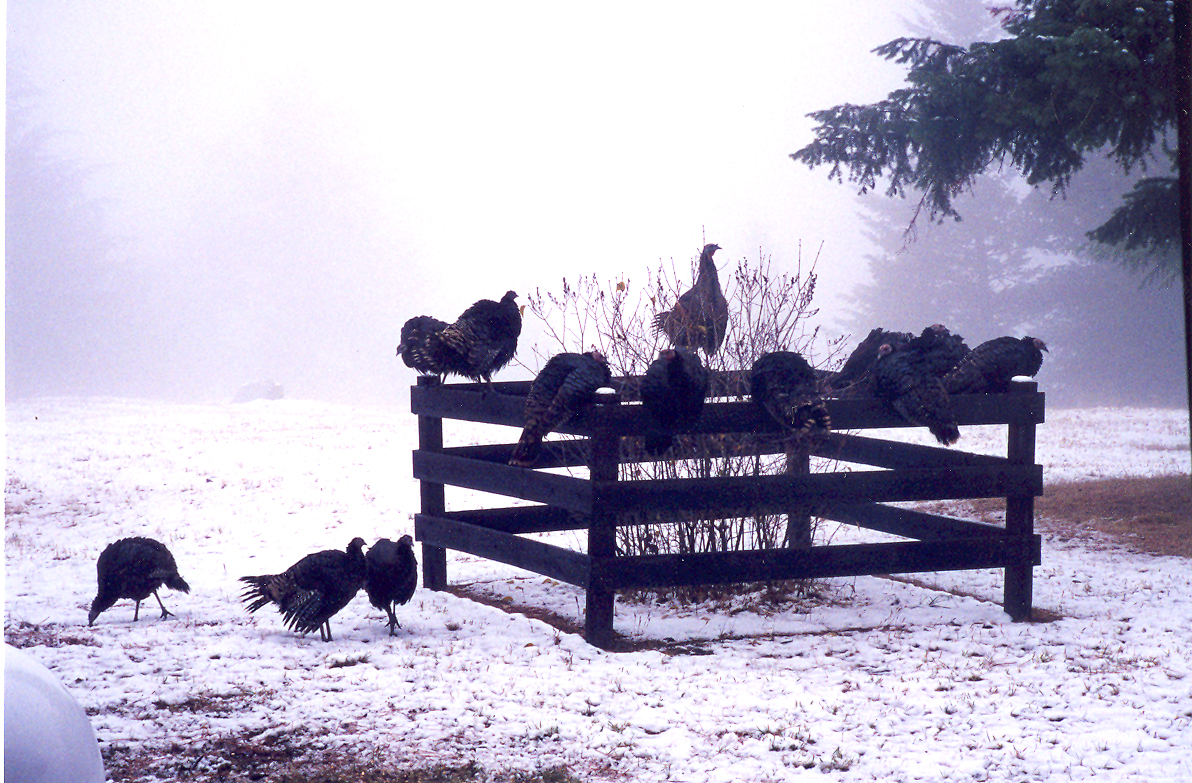 Turkeys Roosting on the Fence