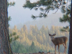 Autumn Bucks