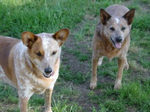 Diesel and Pilgrim - Queensland Heelers