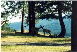 deer-lovers-1024x690